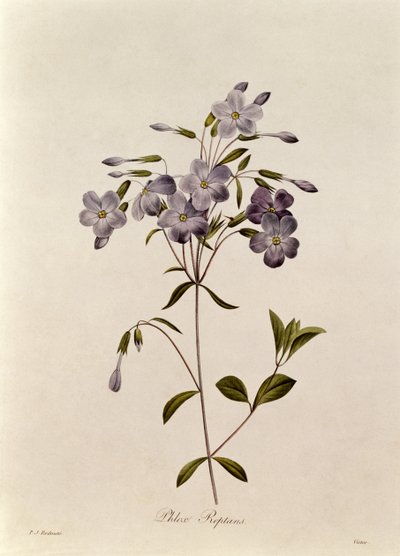 Phlox reptans by Pierre Joseph Redouté